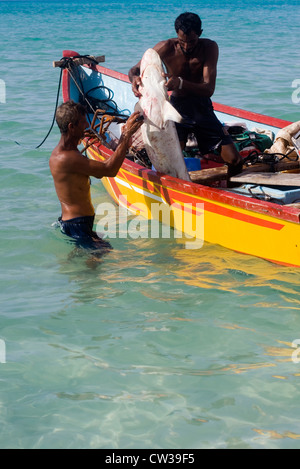 Les pêcheurs de requins sur la plage Qalansiya, île de Socotra, au Yémen, en Asie occidentale, Péninsule Arabique. Banque D'Images