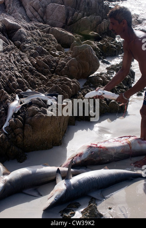 Requins sur la plage de sable de Qalansiya, île de Socotra, au Yémen, en Asie occidentale, Péninsule Arabique. Banque D'Images