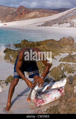 Nettoyage du pêcheur de requins sur les Qalansiya Beach, île de Socotra, au Yémen, en Asie occidentale, Péninsule Arabique. Banque D'Images