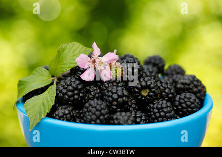 Les mûres. Rubus fruticosus. Banque D'Images
