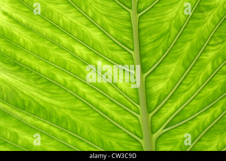 Feuille d'une plante à oreilles d'éléphant Alocasia macrorrhiza, Araceae,. L'État du Chiapas, au Mexique. Banque D'Images