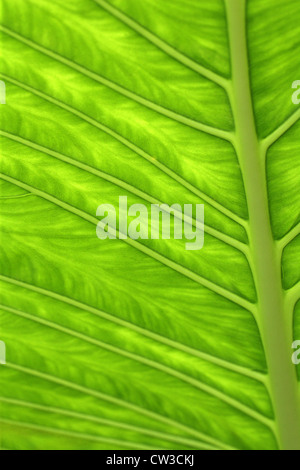 Feuille d'une plante à oreilles d'éléphant Alocasia macrorrhiza, Araceae,. L'État du Chiapas, au Mexique. Banque D'Images