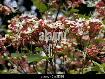 Gloire arlequin Bower, japonais, le beurre d'Arachide Clerodendrum Clerodendrum trichotomum, arbuste, Lamiaceae. La Chine et le Japon. Banque D'Images