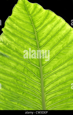 Feuille d'une plante à oreilles d'éléphant Alocasia macrorrhiza, Araceae,. L'État du Chiapas, au Mexique. Banque D'Images