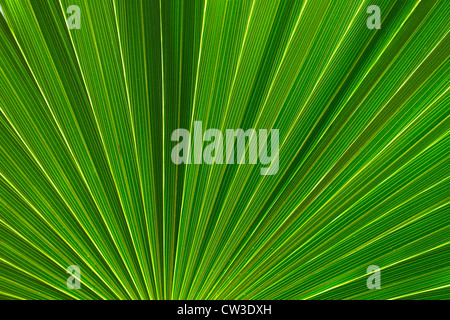 Close-up de palmetto de scie leaf Banque D'Images