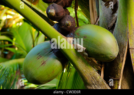 Femme Coco de Mer Palm(Lodoicea maldivica).Praslin Seychelles. Banque D'Images