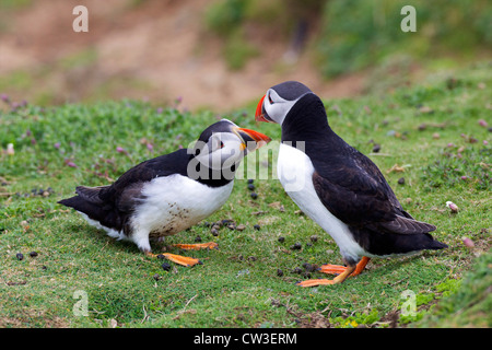 L'accouplement de parade de macareux sur l'île de Skomer, Parc National de Pembrokeshire, Pays de Galles, Cymru, Royaume-Uni, UK, Banque D'Images