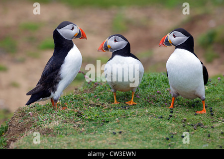 Deux hommes se disputent l'attention des femmes sur l'île de Skomer macareux, Parc National de Pembrokeshire, Pays de Galles, Cymru, Royaume-Uni, UK Banque D'Images