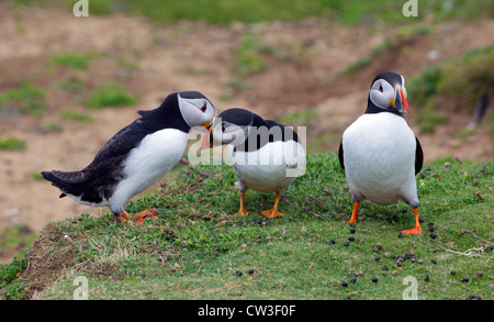 Deux hommes se disputent l'attention des femmes sur l'île de Skomer macareux, Parc National de Pembrokeshire, Pays de Galles, Cymru, Royaume-Uni, UK Banque D'Images