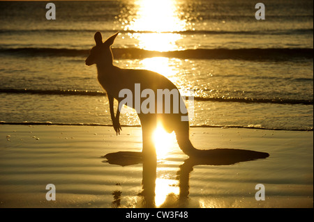 L'Est de l'Australie silhouette kangourou gris sur la plage au lever du soleil, le cap hillsborough, Mackay, le nord du Queensland, Australie Banque D'Images