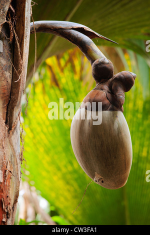 Femme Coco de Mer Palm(Lodoicea maldivica).Praslin Seychelles. Banque D'Images