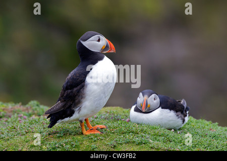 Couple de macareux sur l'île Skomer, parc national du Pembrokeshire, pays de Galles, Royaume-Uni, Royaume-Uni, Royaume-Uni, grande-Bretagne, GB Banque D'Images