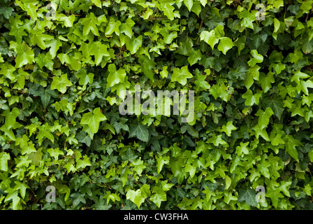 Le lierre commun. Hedera helix, arrière-plan. Banque D'Images