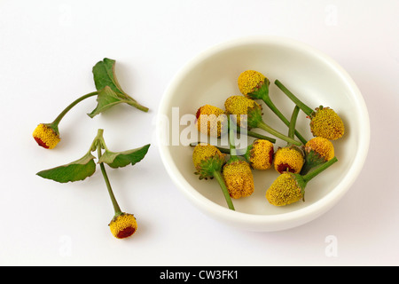 Paracress. Spilanthes Acmella oleracea ou. Banque D'Images