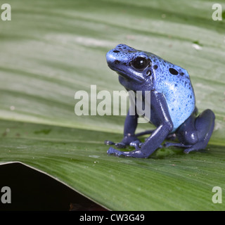 Blue poison dart frog dendrobates azureus,en voie de disparition les espèces d'amphibiens de la forêt amazonienne tropicale Suriname Banque D'Images