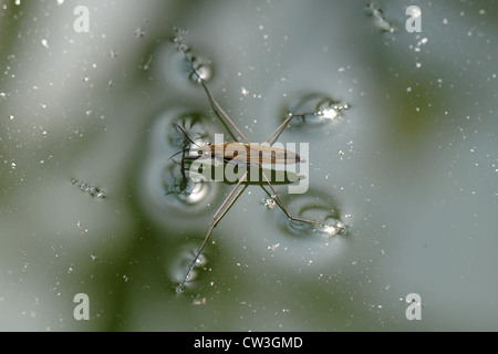 Étang (patineur Gerris lacustris) sur la surface de l'eau Banque D'Images