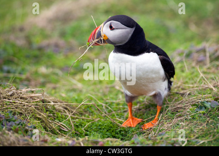 Macareux moine pour la collecte de matériel de nidification sur l'île de Skomer burrow, Parc National de Pembrokeshire, Pays de Galles, Royaume-Uni, Cymru, Banque D'Images