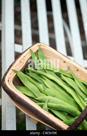 L'Empereur écarlate récoltés haricots dans un panier en bois sur un siège de jardin Banque D'Images