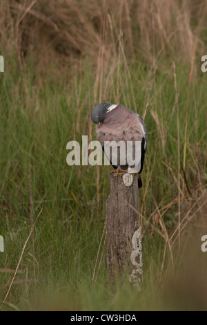 Un pigeon bois élagage sur un journal. Banque D'Images