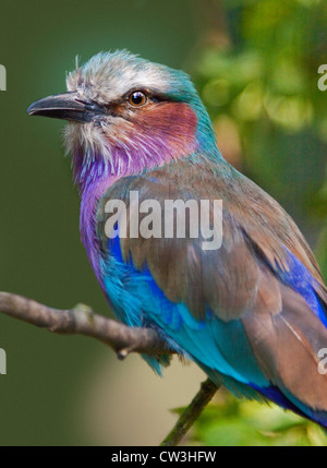 Lilac Breasted Roller (coracias caudatus) Banque D'Images