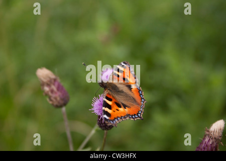 Une petite écaille de papillon photographié au Royaume-Uni. Banque D'Images