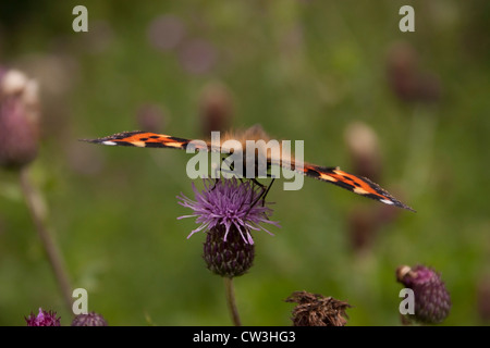 Une petite écaille de papillon photographié au Royaume-Uni. Banque D'Images