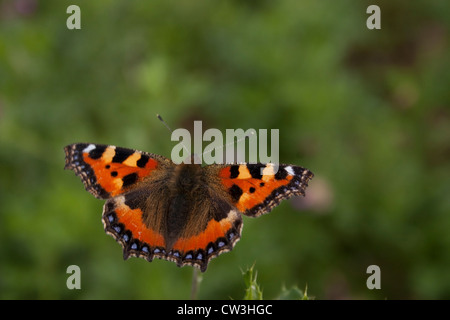 Une petite écaille de papillon photographié au Royaume-Uni. Banque D'Images