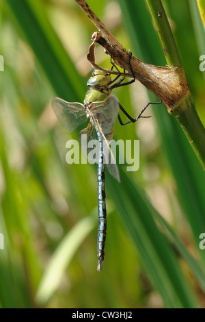 Libellule de l'empereur (Anax imperator) sur un iris à côté d'un étang de jardin Banque D'Images