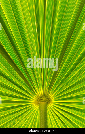 Close-up de palmetto de scie leaf Banque D'Images