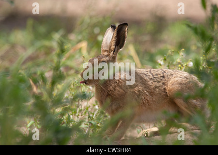 Brown un lièvre (Lepus capensis) photographié dans le Royaume-Uni. Banque D'Images