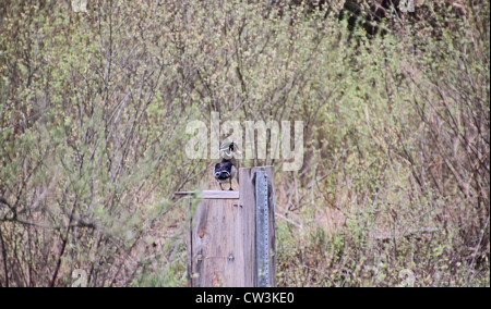 Un canard branchu drake se trouve sur un canard en bois fort. Banque D'Images