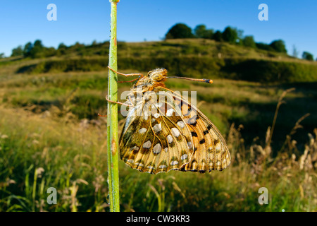 Dark green fritillary butterfly dans un habitat herbeux Banque D'Images