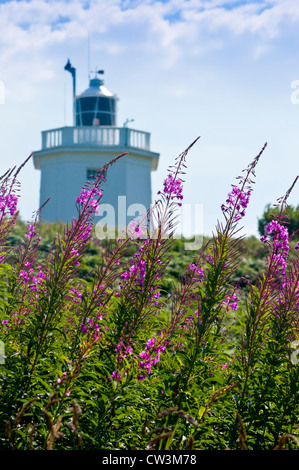 Rosebay willowherb epilobium angustifolium Banque D'Images