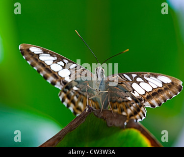 Papillon : Le Clipper (Parthenos sylvia) Banque D'Images