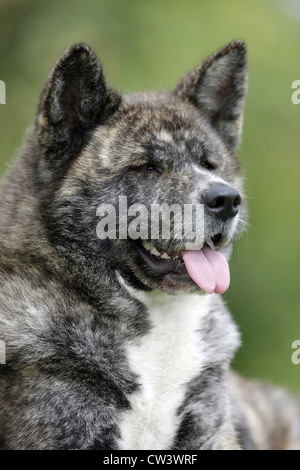 Akita. Portrait de chien bringé Banque D'Images