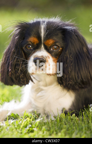 Cavalier King Charles Spaniel, portrait d'adulte Banque D'Images