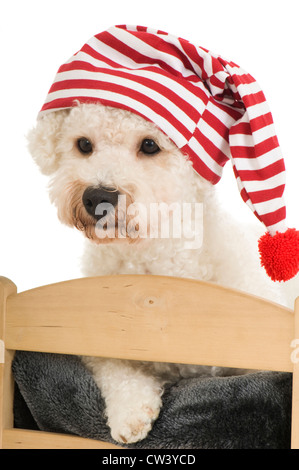 Bolonka. Les chiens adultes allongé sur un lit avec un rouge et blanc bonnet de nuit rayé sur la tête Banque D'Images