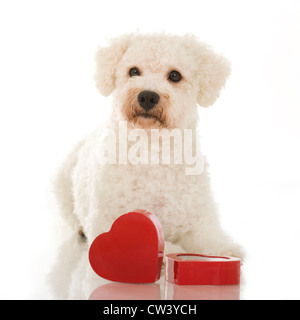 Bolonka. Des profils avec une boîte rouge en forme de cœur. Studio photo sur un fond blanc. Banque D'Images