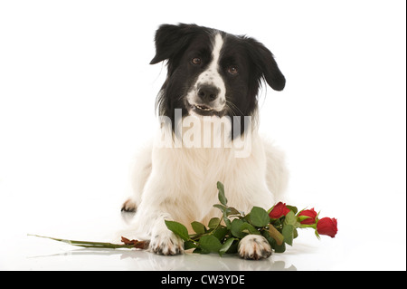 Border Collie. Le noir et blanc adulte avec une rose rouge, le mensonge. Studio photo sur un fond blanc. Banque D'Images