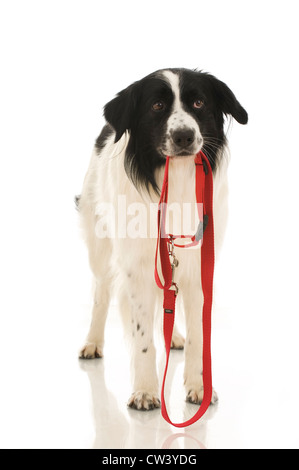 Border Collie. Le noir et blanc des profils debout avec un fil rouge dans sa bouche. Studio photo sur un fond blanc. Banque D'Images