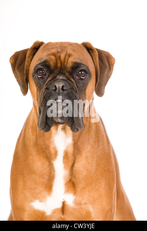 Boxer. Portrait d'adulte. Studio photo sur un fond blanc. Banque D'Images