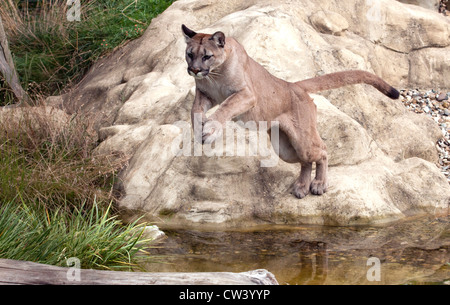 Femme puma sautant au-dessus de l'eau Banque D'Images