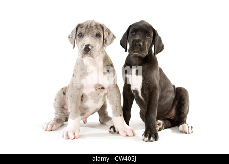 Dogue Allemand. Deux chiots assis. Studio photo sur un fond blanc. Banque D'Images