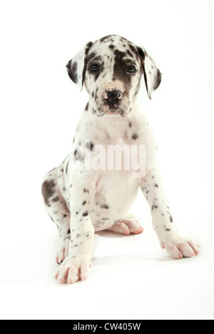 Dogue Allemand. Chiot arlequin assis. Studio photo sur un fond blanc. Banque D'Images