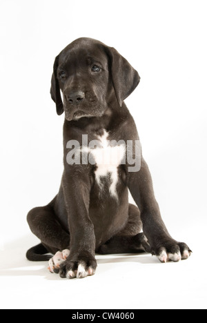 Dogue Allemand. Puppy sitting. Studio photo sur un fond blanc. Banque D'Images