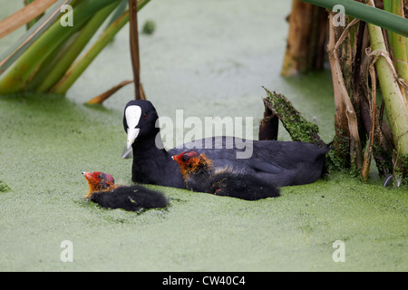 Foulque Fulica atra, seule avec deux jeunes adultes sur l'eau couvert de lentilles d'eau, Staffordshire, Août 2012 Banque D'Images