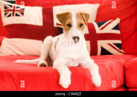 Parson Russell Terrier allongé sur un canapé rouge avec des coussins avec le drapeau britannique en arrière-plan Banque D'Images