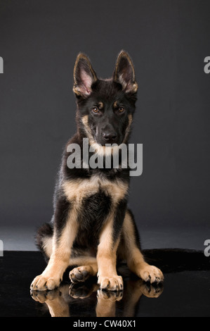 Berger allemand, l'alsacien. La séance. Studio photo sur un fond noir Banque D'Images
