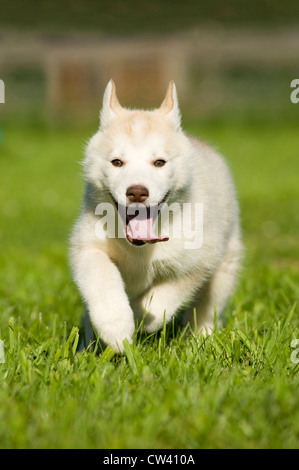 Husky de Sibérie. Puppy running on grass Banque D'Images