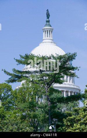 Arbre pousse sur U.S. Capitol Dome et ''Statue de la Liberté'' Washington D.C. Banque D'Images